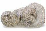 Two Fossil Nautilus (Aturia) In Limestone - Boujdour, Morocco #232738-1